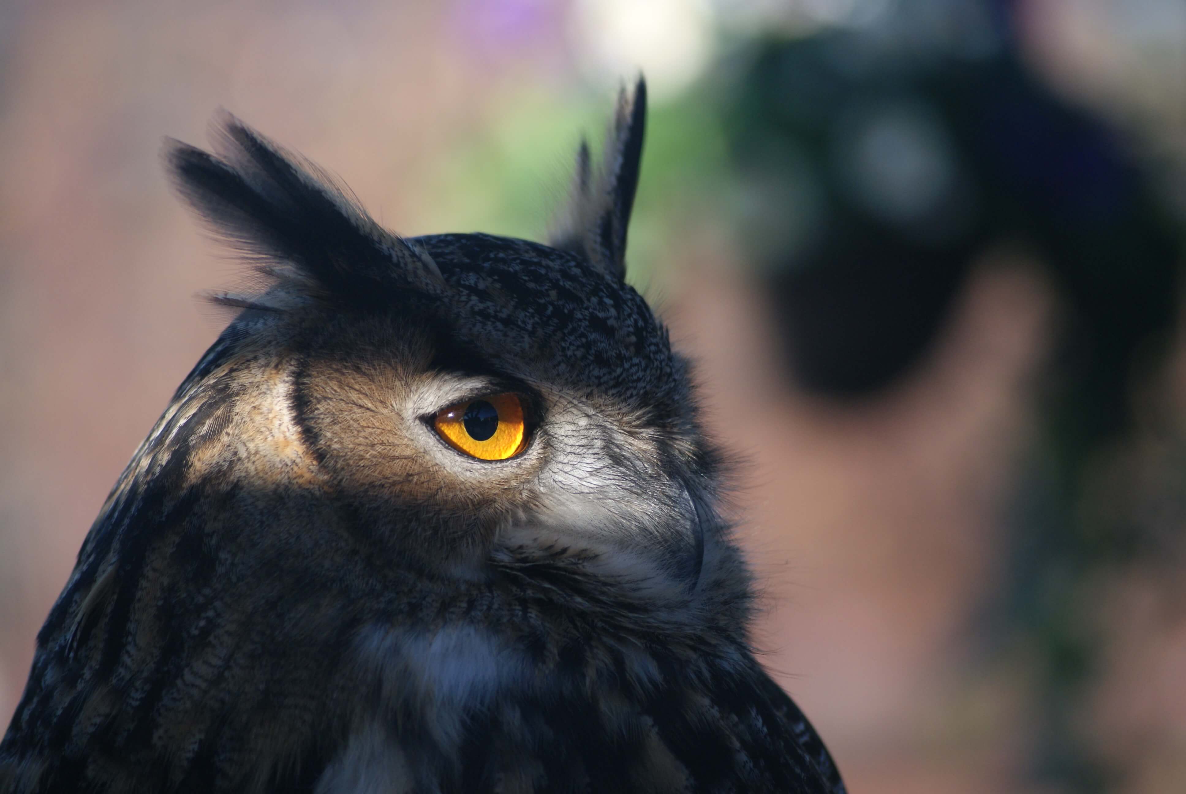 An owl in the shadows. A single stream of light illuminates its eye. It looks suspicious.