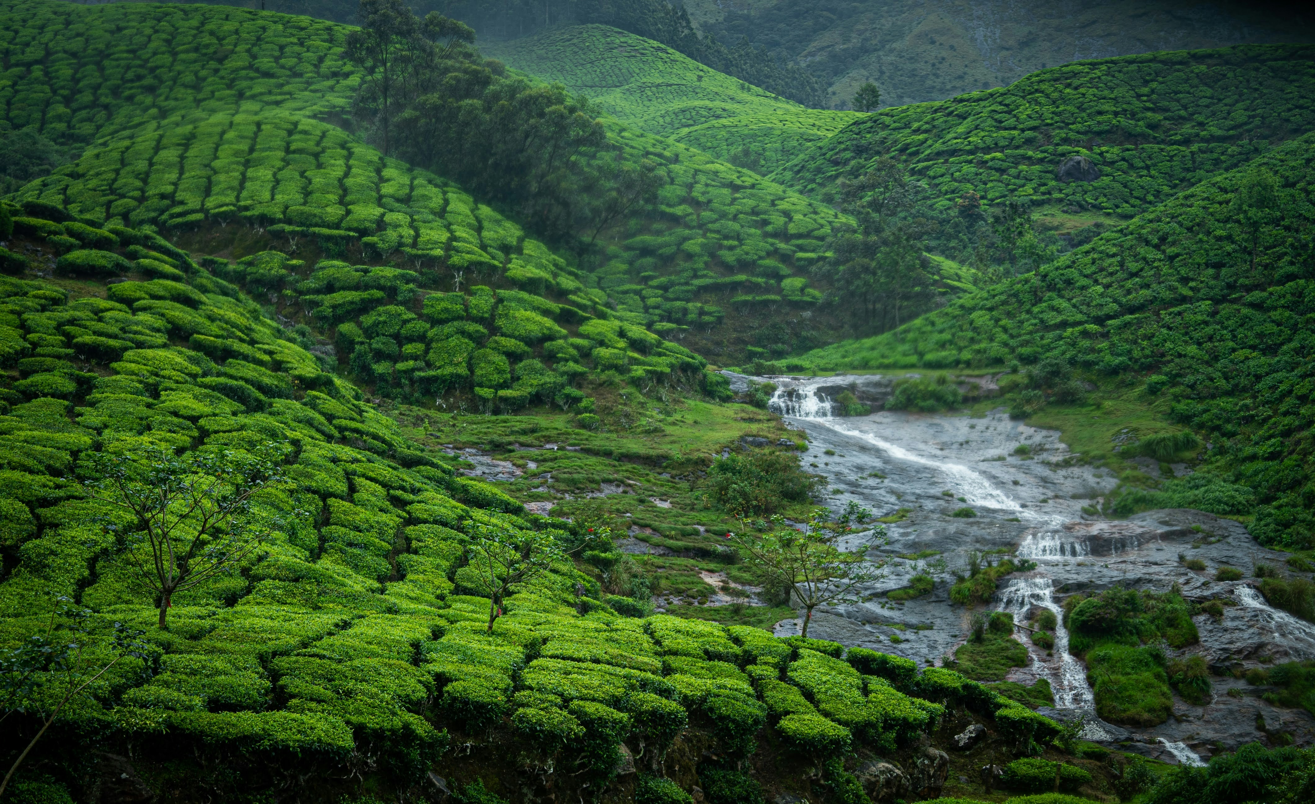 a lush green hillside with a stream running through it