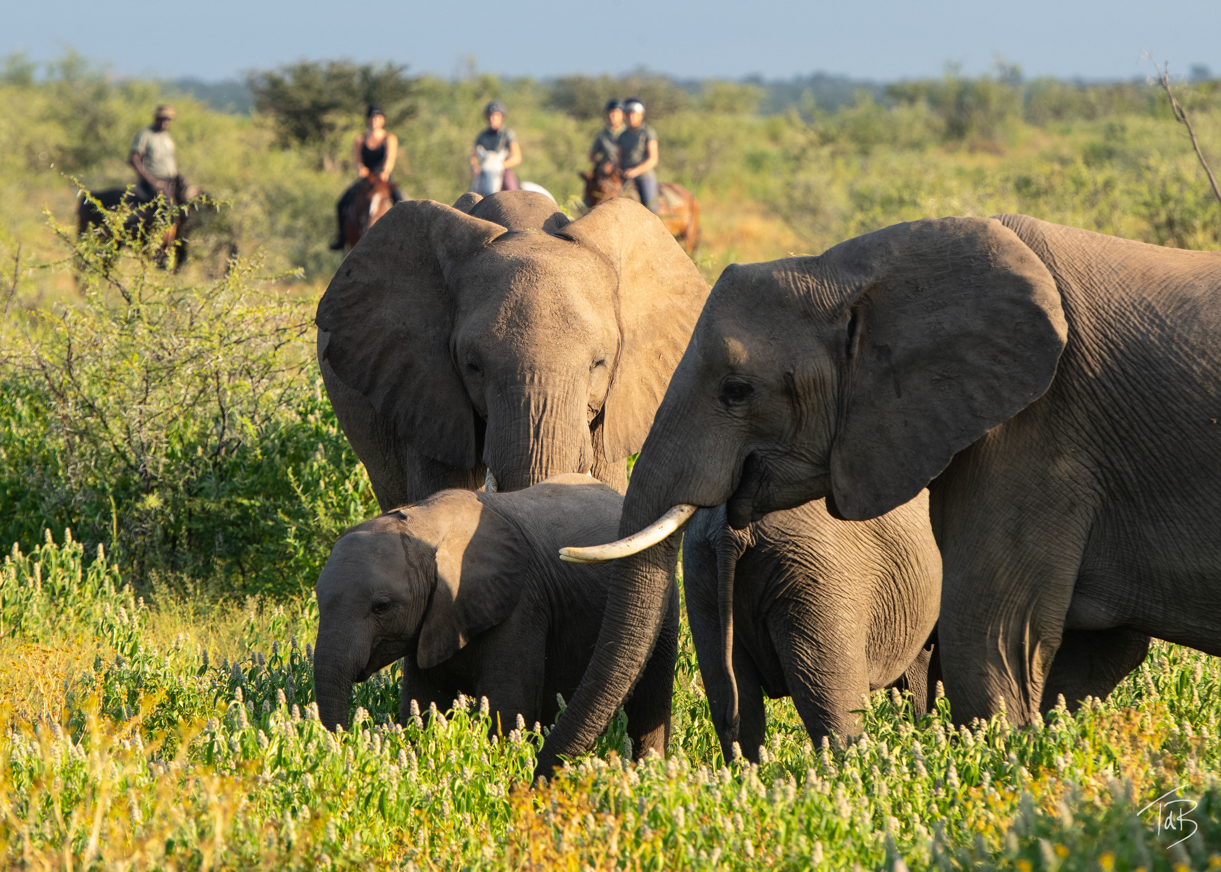 Ryttare rider bland elefanter i Tuli-reservatet under en spännande ridsemester i Botswana. Tuli Safari, Mashatu Game Reserve.