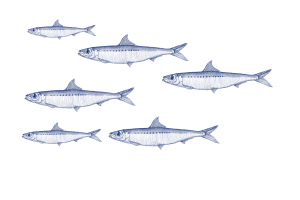 Sardine illustration 