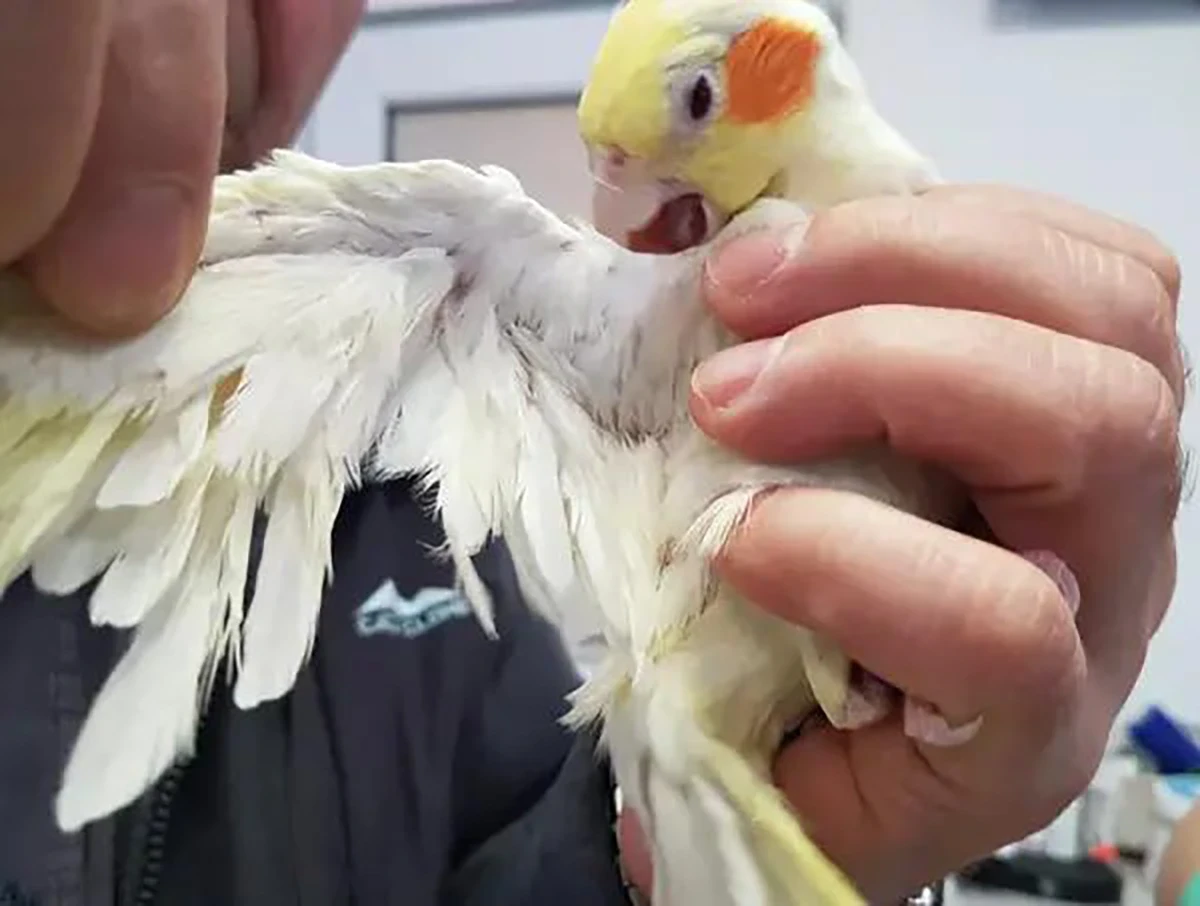 bird plucking feathers