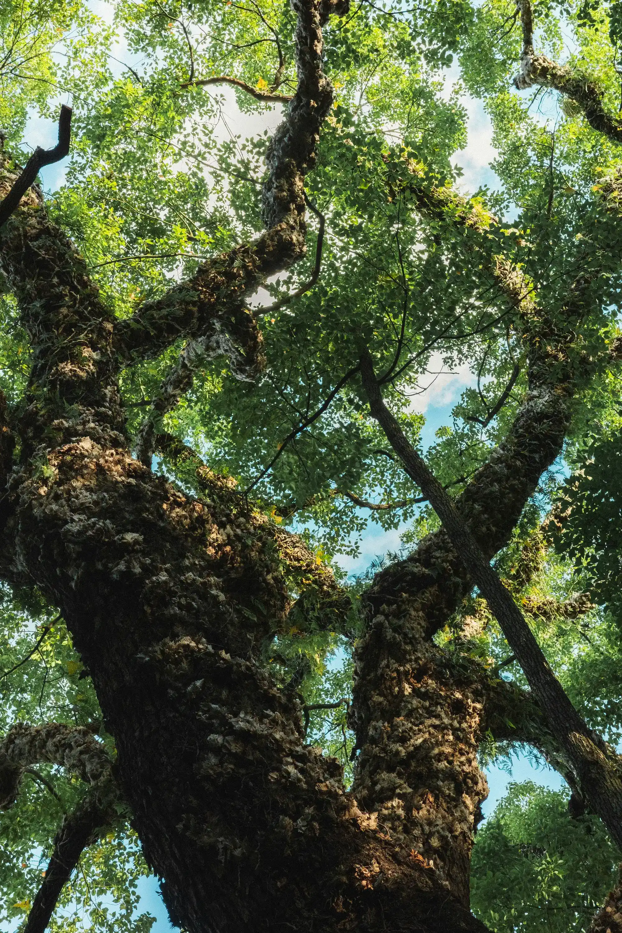 Looking up at a large tree with textured bark.