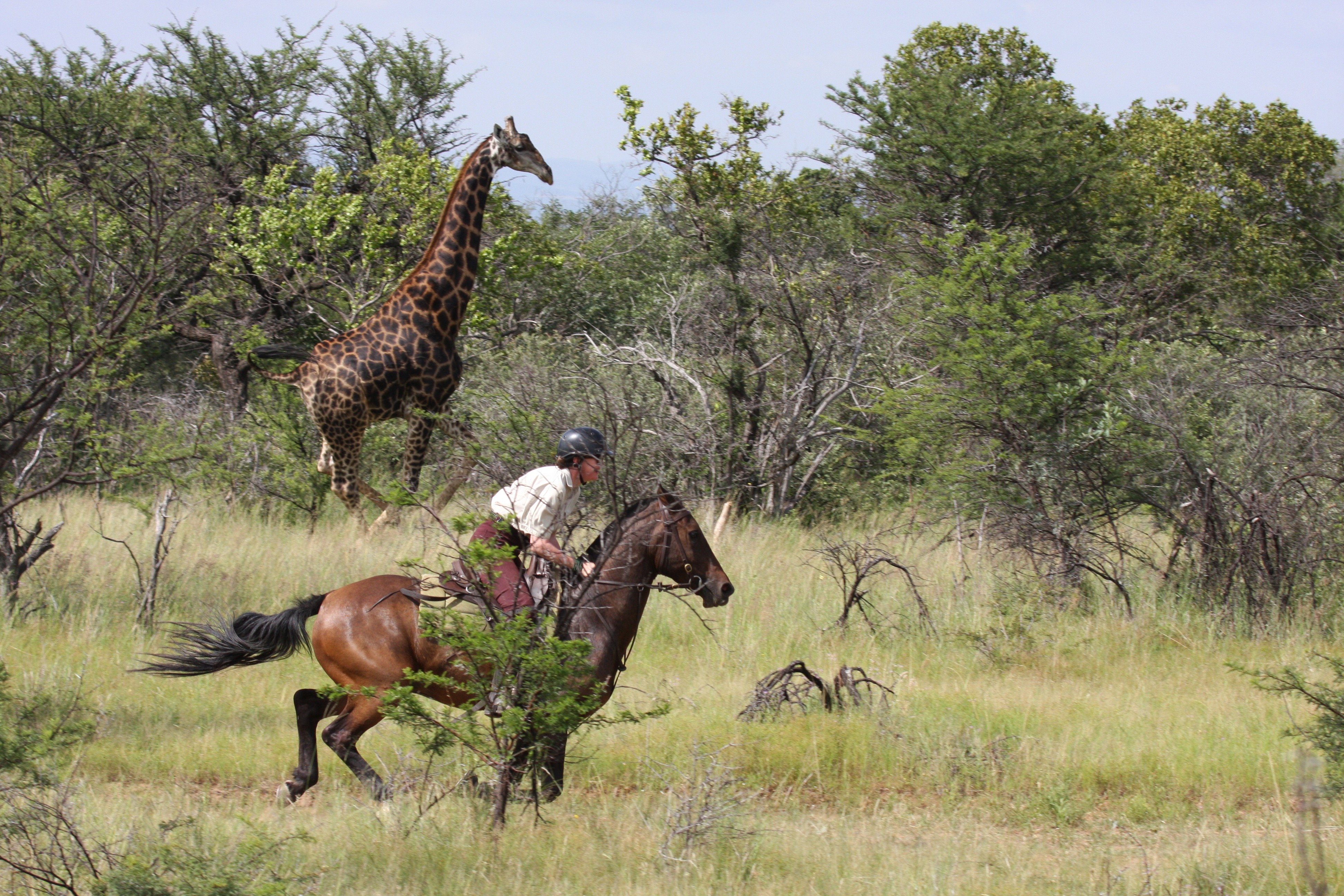 Grupp av ryttare på ridresa i Afrika galopperar över Serengetis vidsträckta slätter medan damm och gnuhjordar rör sig över horisonten under the great migration.