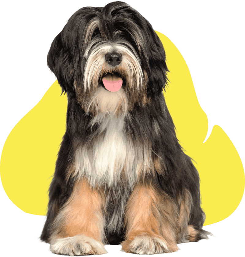 Bearded Collie with a perfectly detangled coat after professional dog grooming services.