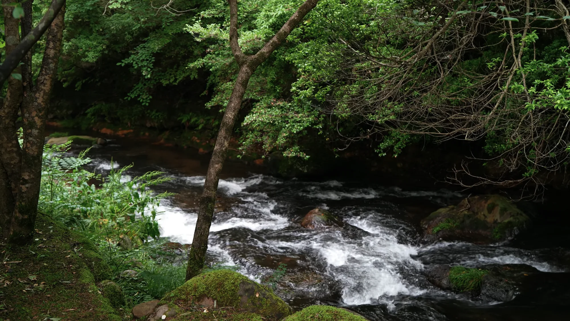 A clear forest stream running over rocks near Kurokawa