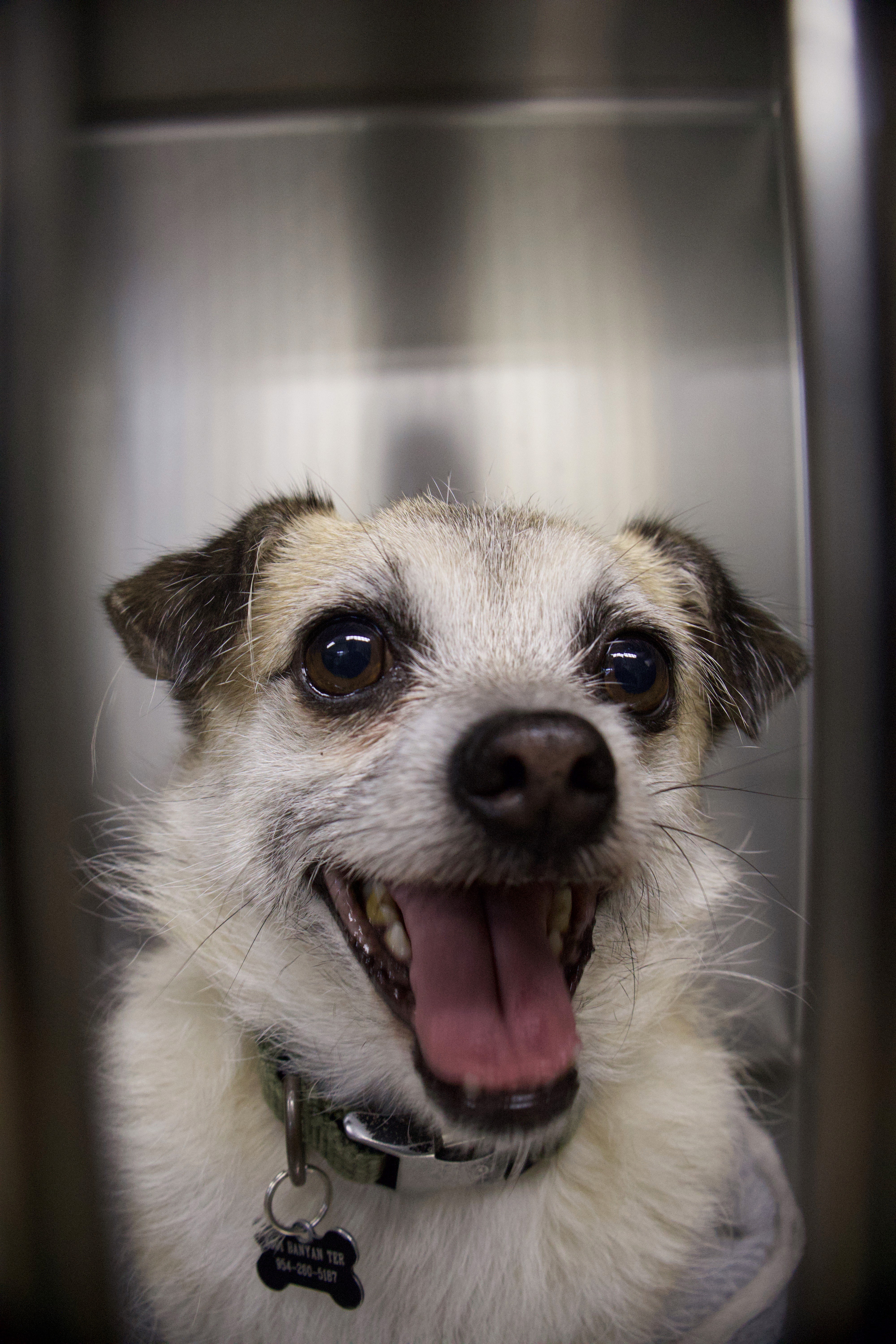 orange domestic shorthair cat