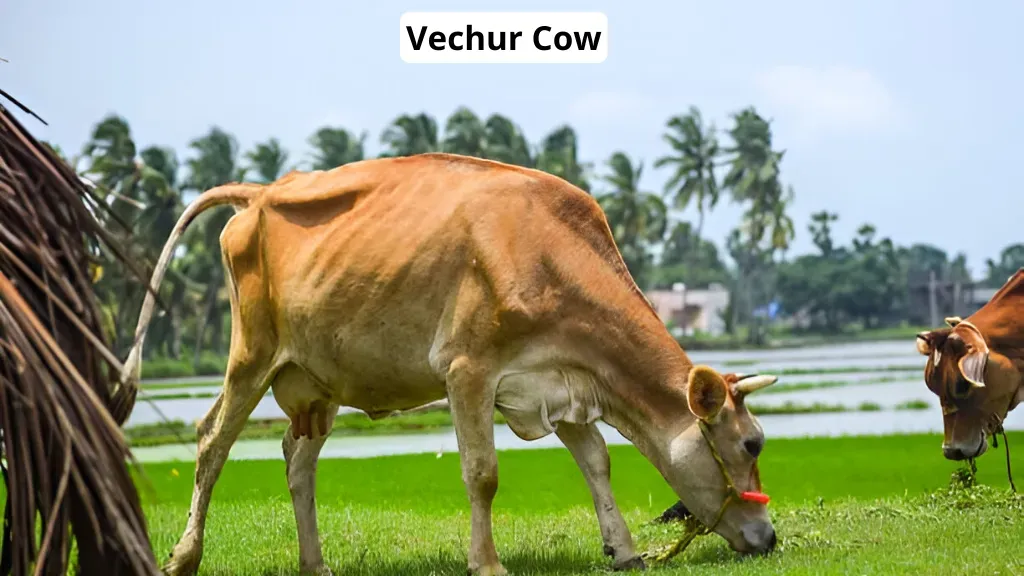 Vechur Cow Breeds in India.webp