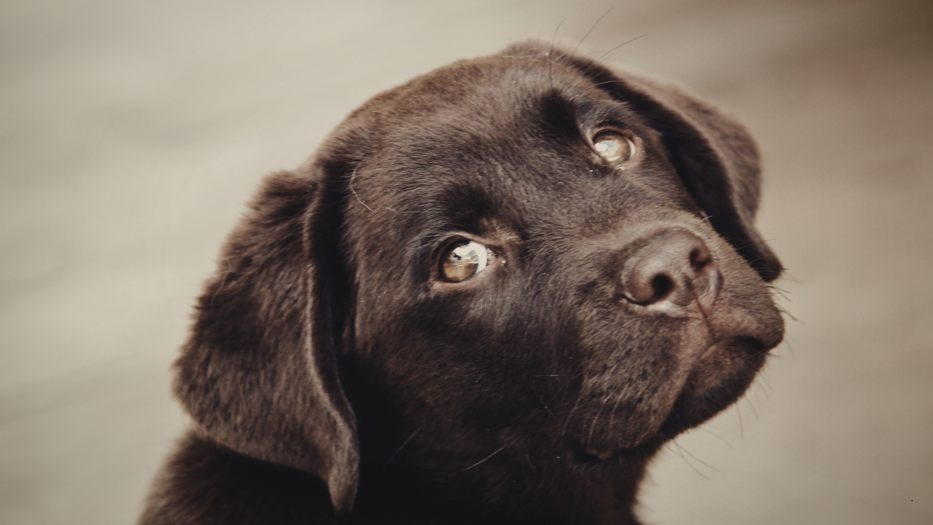lupi test adn canin