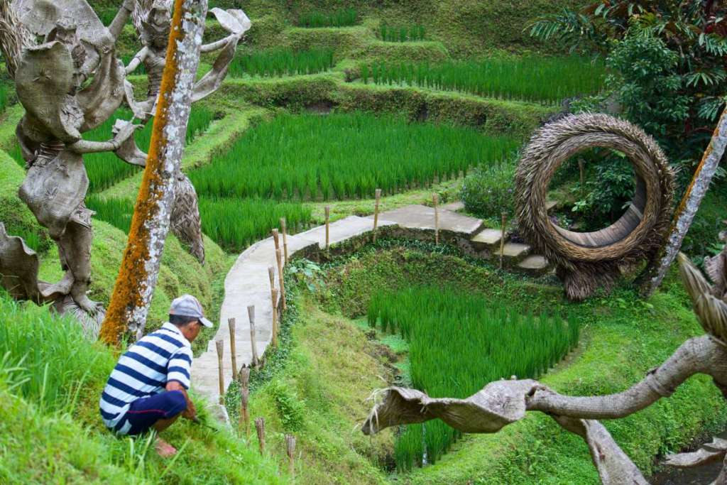 Rice fields at Alas Harum, Ubud