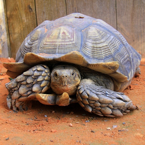 一隻擁有粗糙、鱗片狀腿部和紋理殼的烏龜，靜靜地躺在紅土上，背景是木頭。