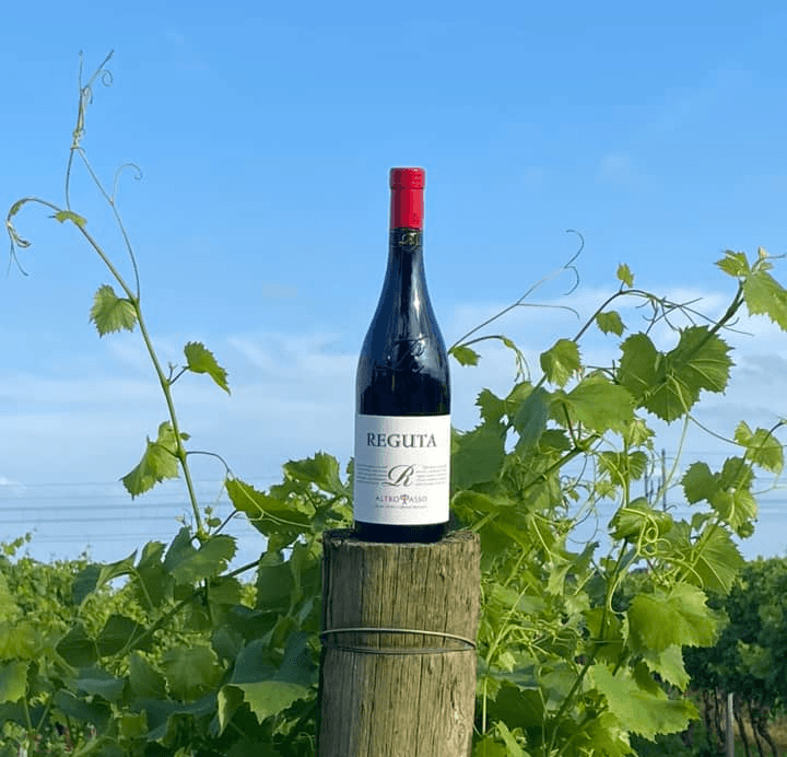 Farmer harvesting grapes during harvest season, organic farming in the vineyard.