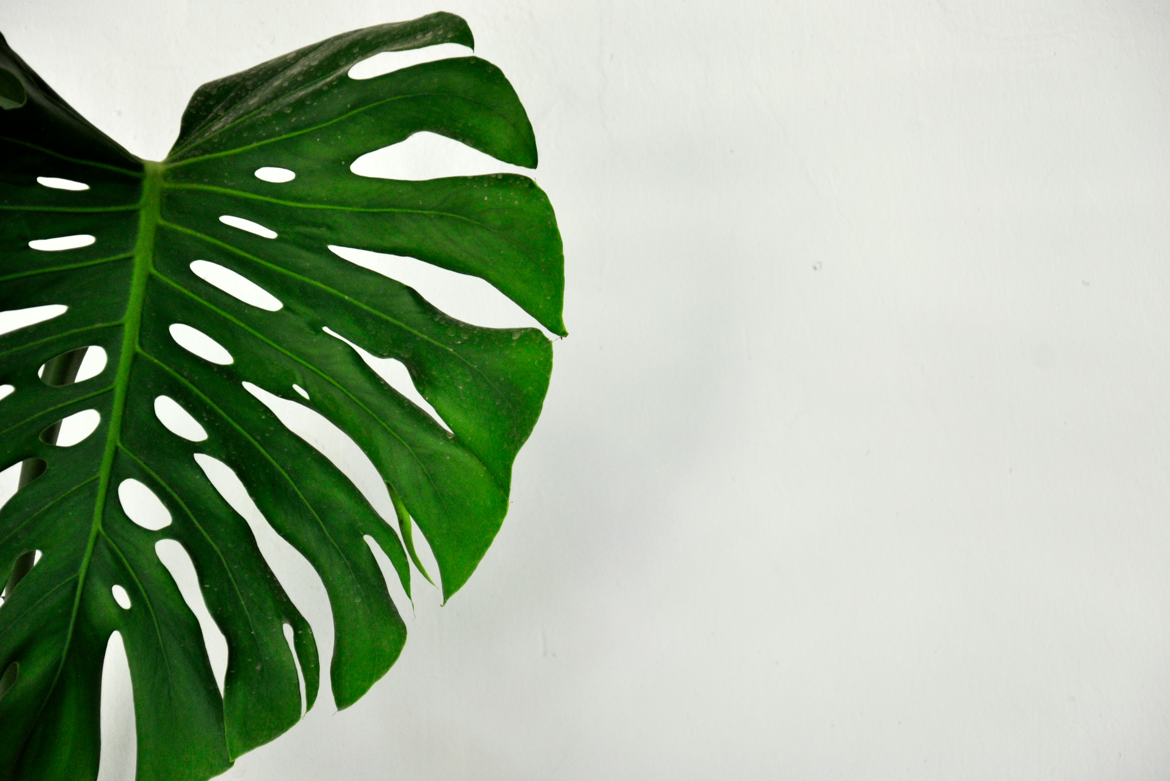 A picture of a single green flower captured from the front