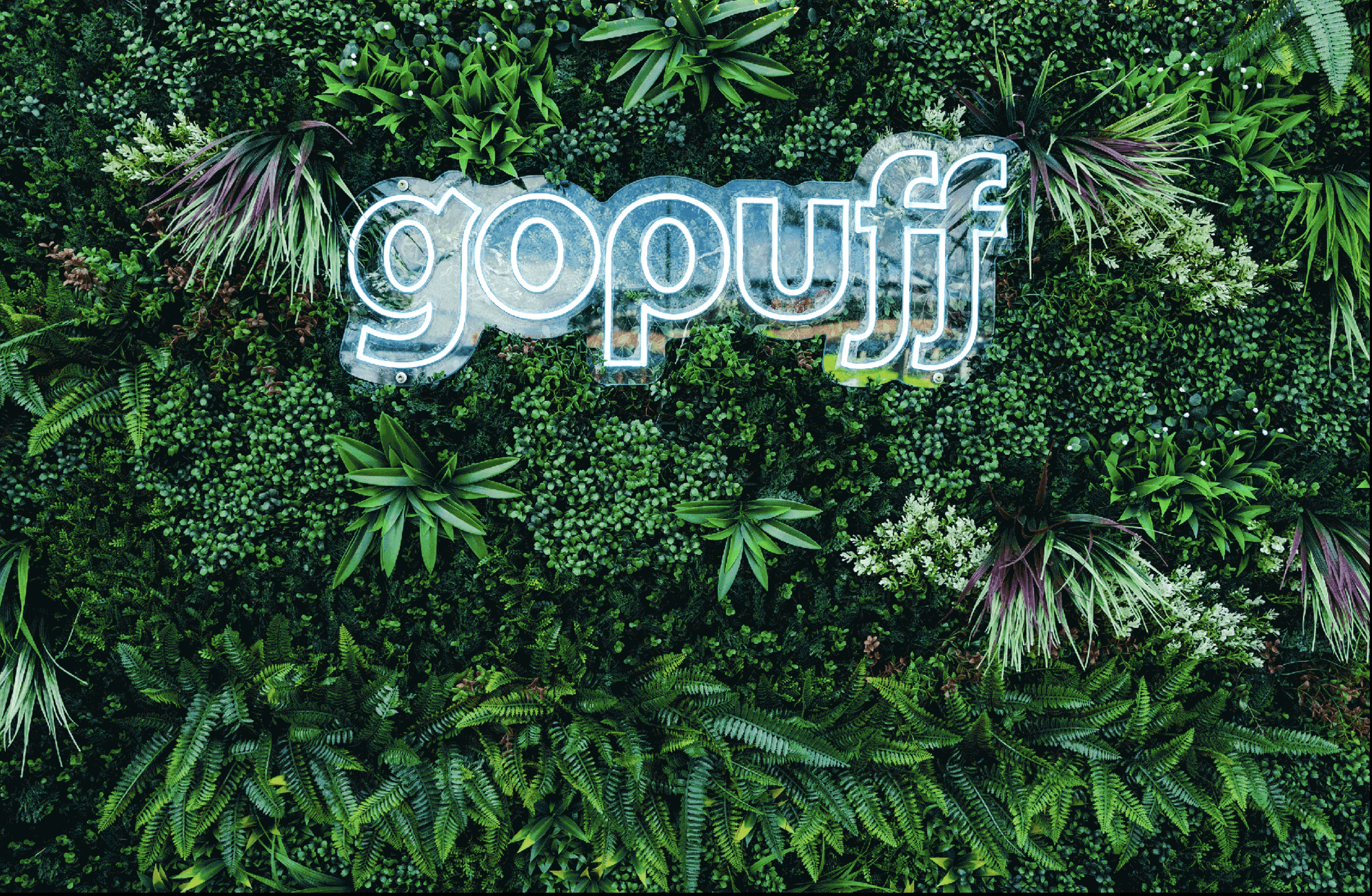 White "gopuff" neon sign mounted flush against a lush living plant wall featuring tropical foliage and ferns, photographed in daylight.
