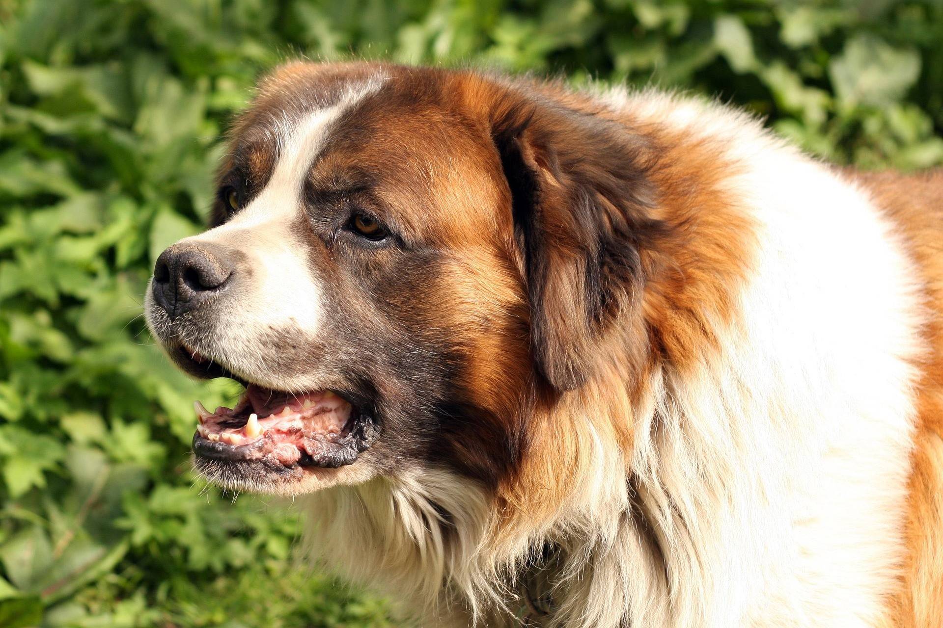 Saint Bernard Physical Characteristics