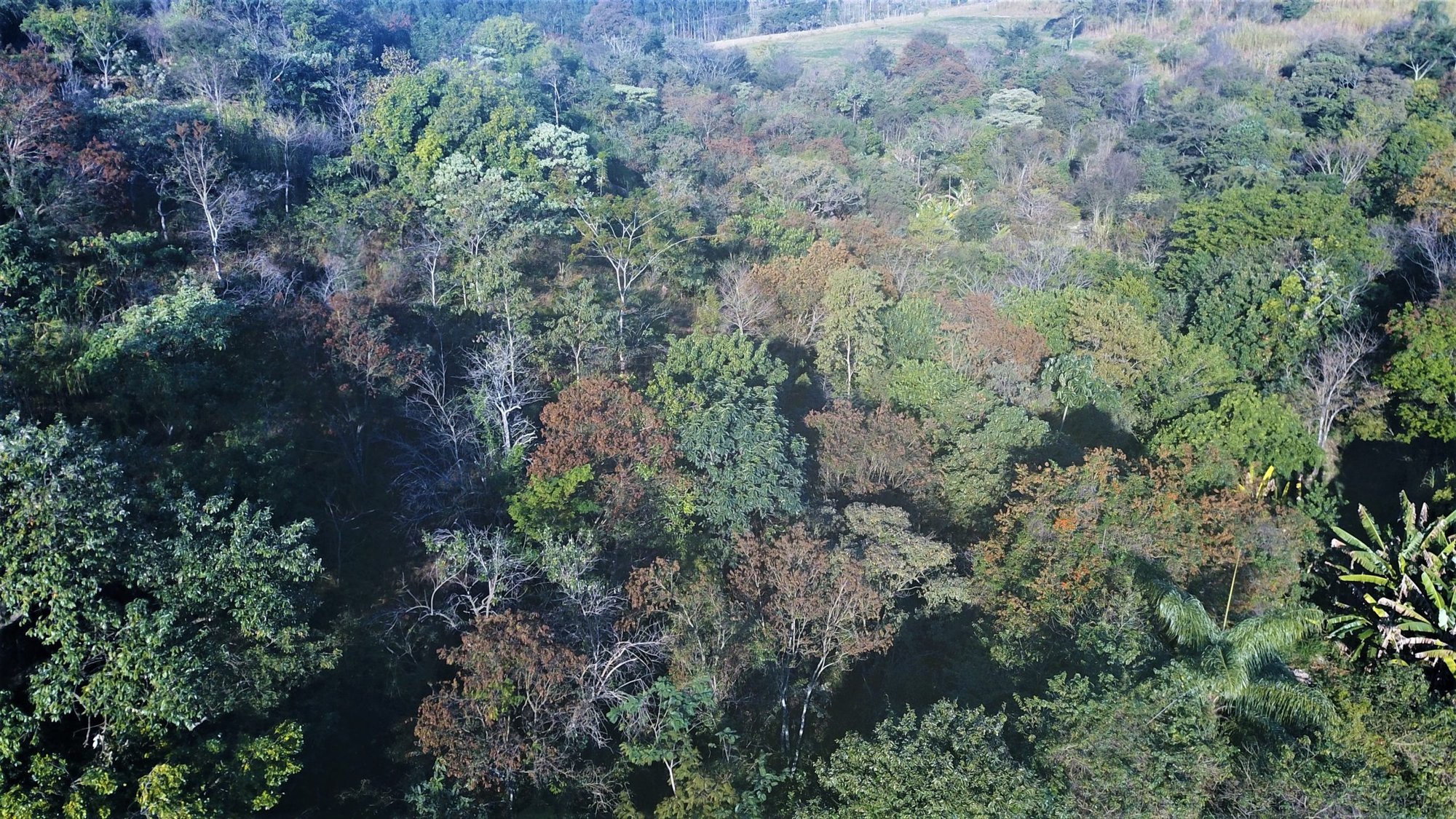 Vista aérea de Mata Atlântica com copas verdes e árvores de folhagem avermelhada