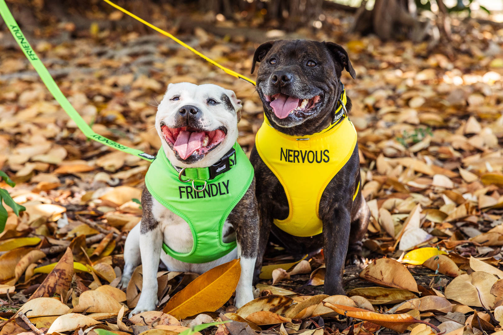 White and brindle staffies sitting on autumn leaves in 'Friendly' and 'Nervous' harnesses