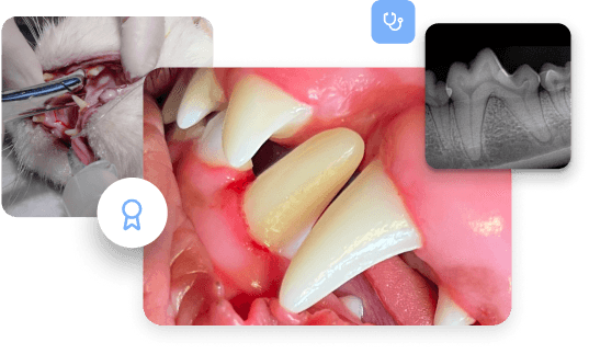 Kollage von Bildern zur Zahngesundheit bei Tieren: Tierärztliche Zahnuntersuchung, Röntgenaufnahme eines Hundegebisses und Zahnreinigung bei einer Katze.