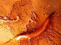 SIP