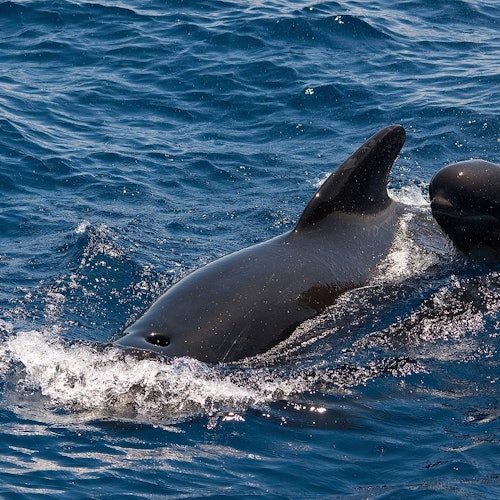 WHITE TENERIFE EXCURSIONS