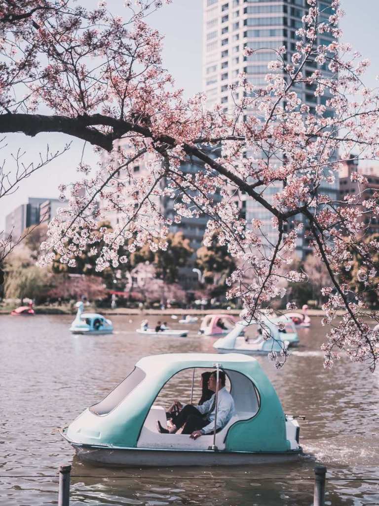 Pedal boats and cherry blossoms in Ueno Park, Tokyo