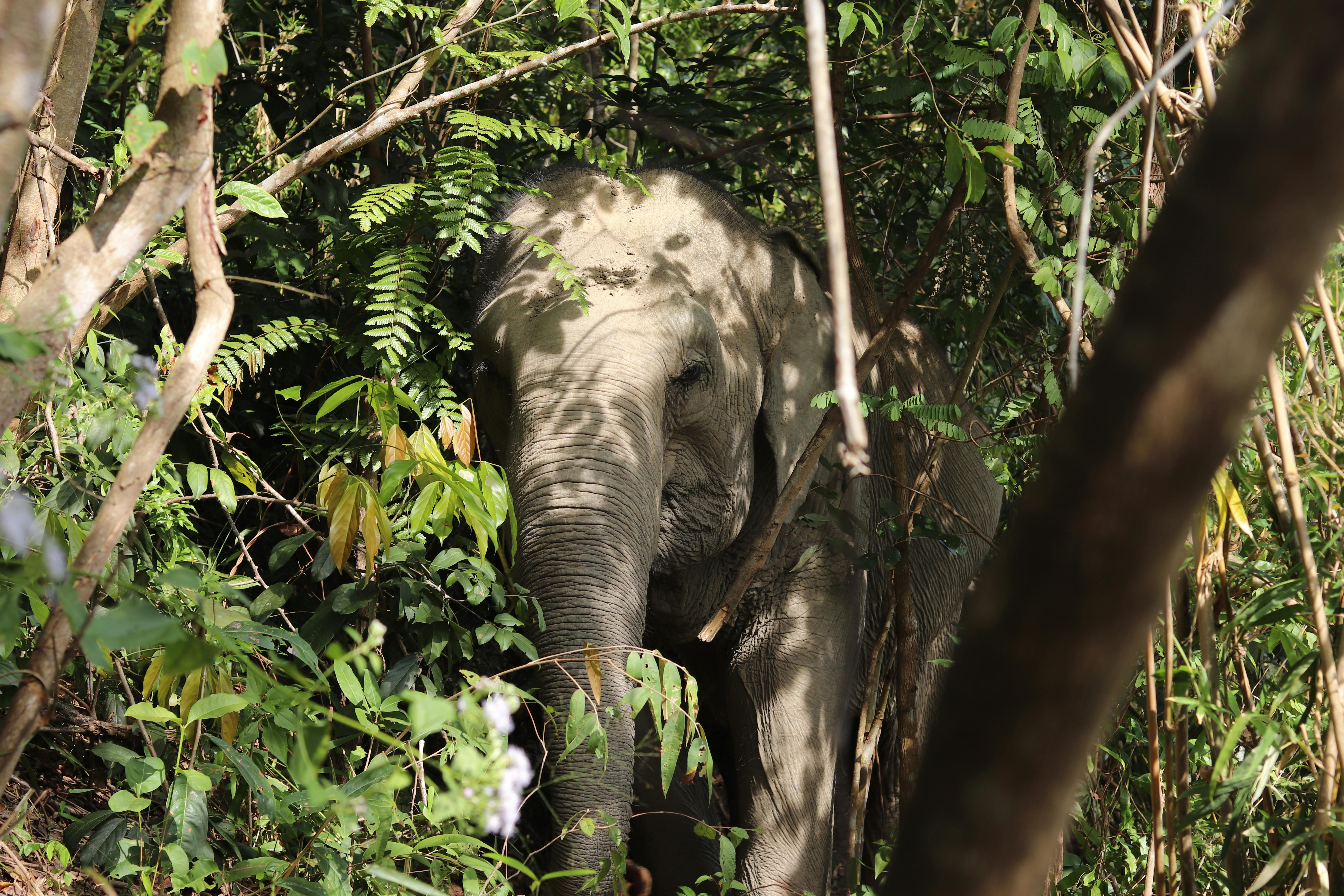 Elephant Sanctuary