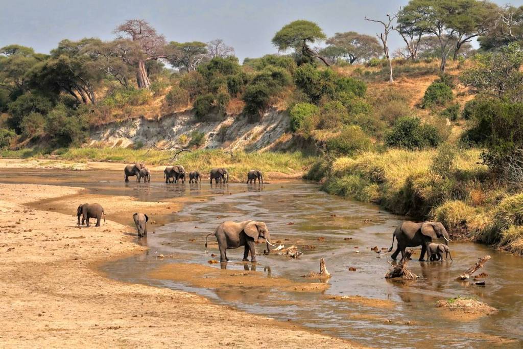 elephants by a river in tarangire national park