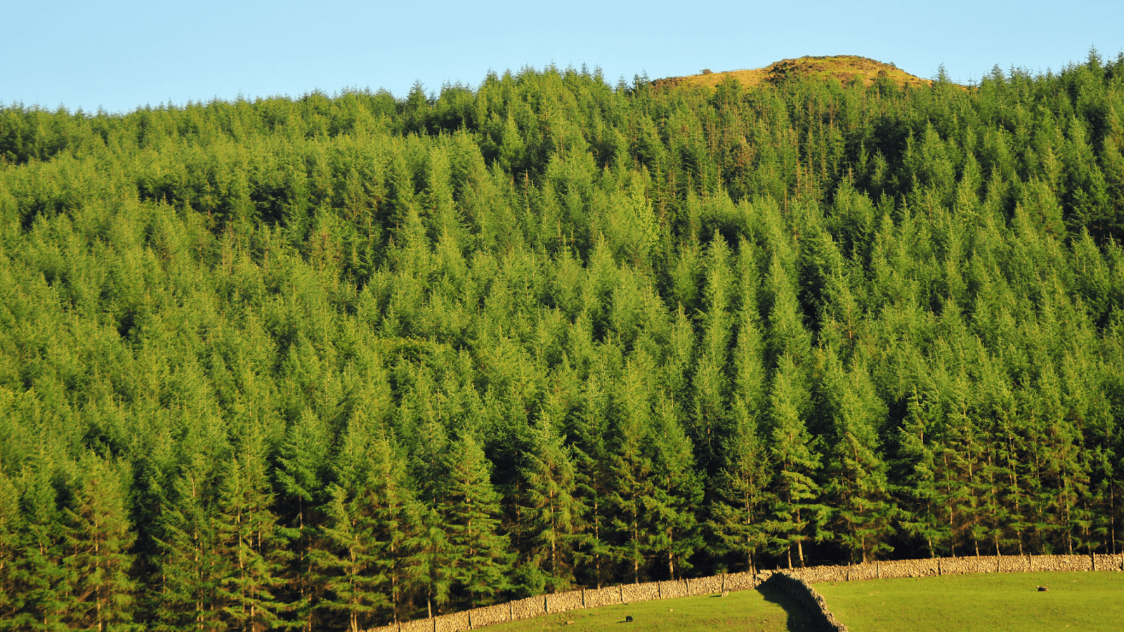 Sustainably managed forest supporting renewable timber supply.