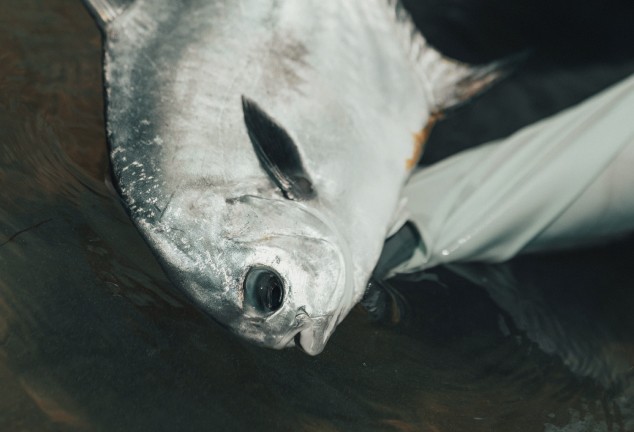 Permit being held sideways under water