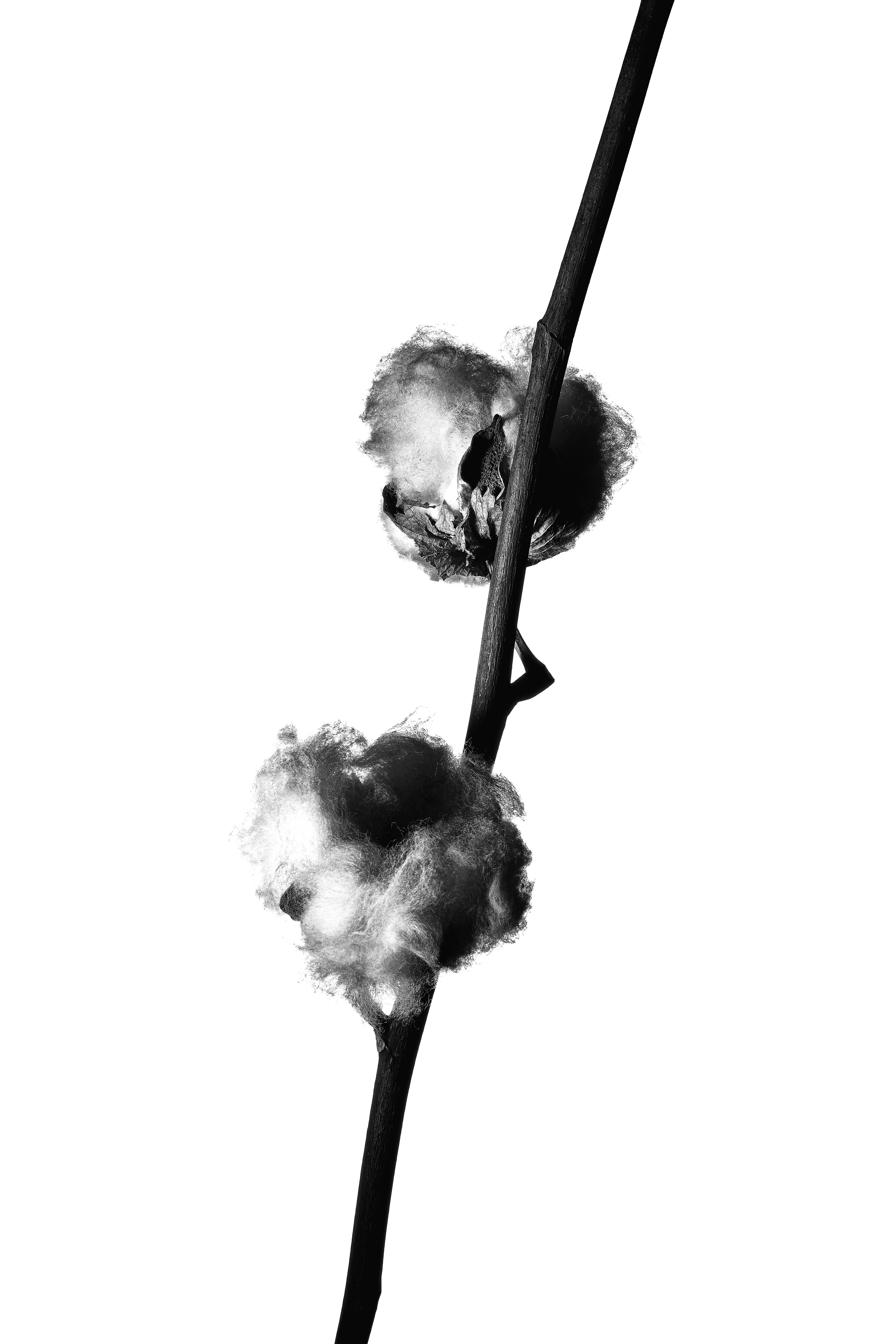 Fleur, Ortie, Photo de studio, Noir et blanc, pierretmae