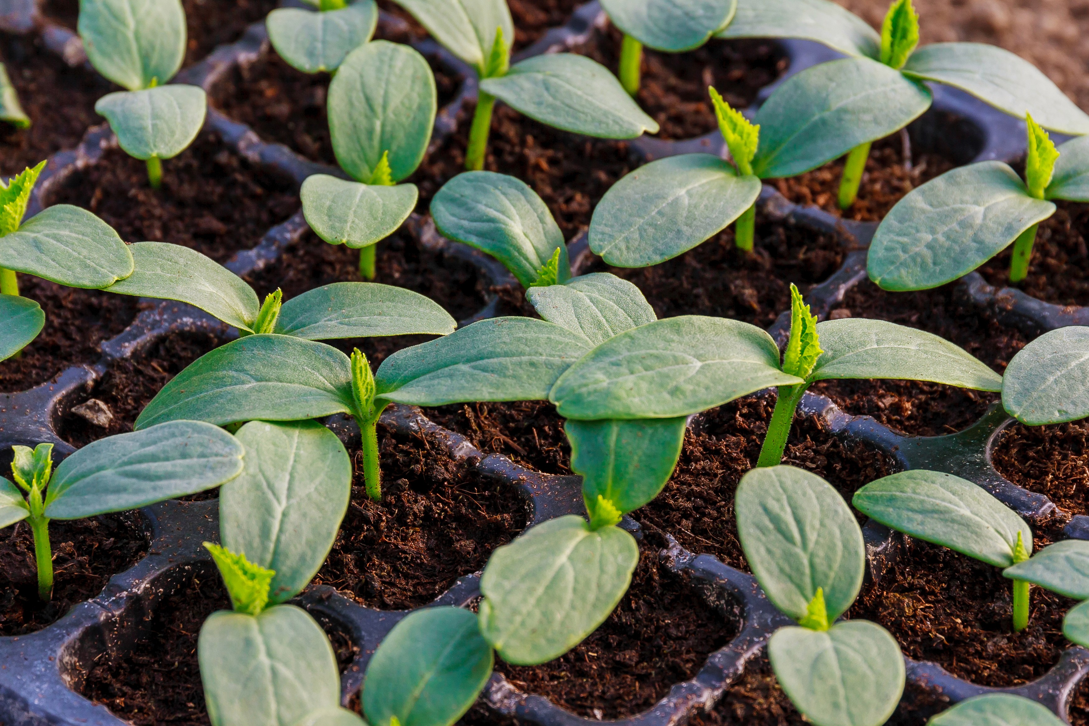 squash seedlings