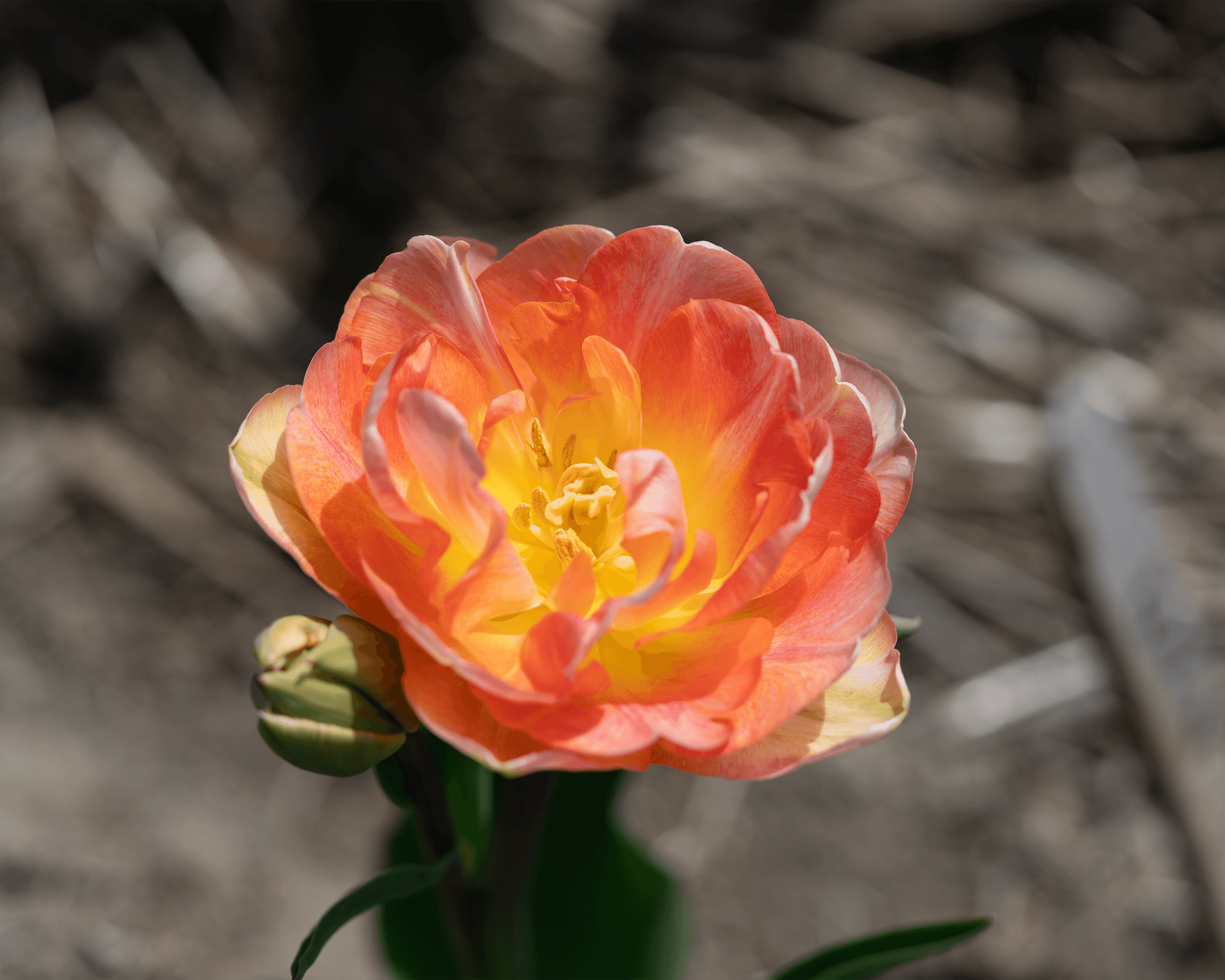 Botanical close-up capturing delicate flower petals with soft natural light and shallow depth of field.