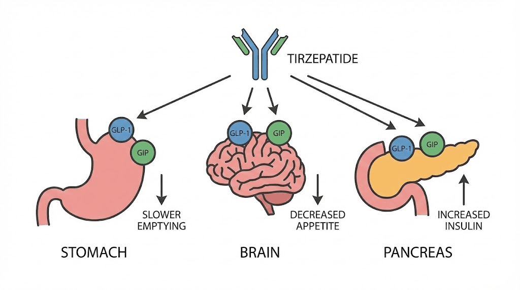 How tirzepatide dual GLP-1 and GIP receptor mechanism works for weight loss