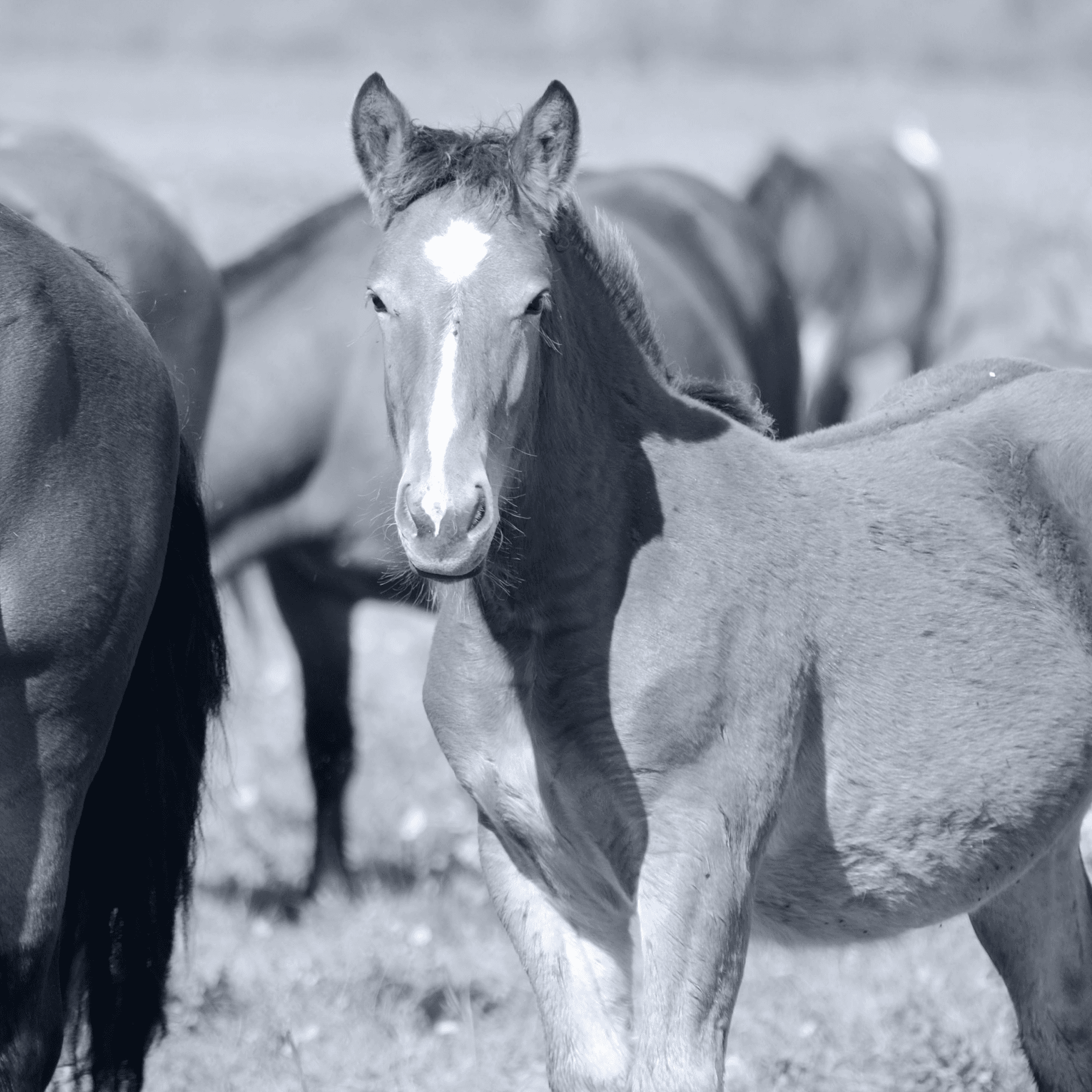 A horse amongst a group looking in a different direction