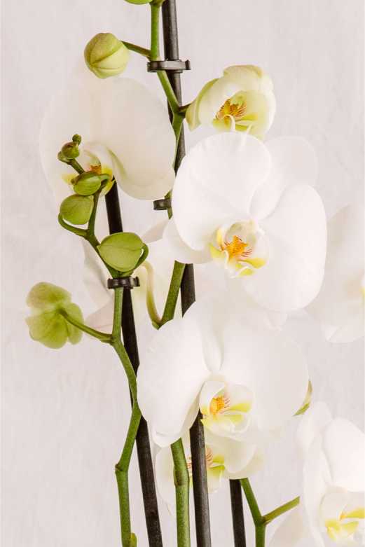Primer pla de les flors blanques de l’orquídia Phalaenopsis amb centre groc i detalls verds.