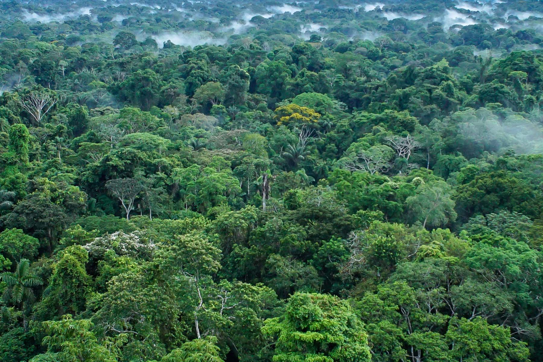 Forest canopy