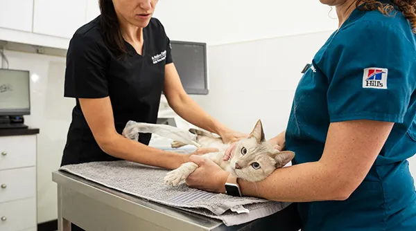 A veterinarian performs a diagnostic exam on a cat to check for any food sensitivities