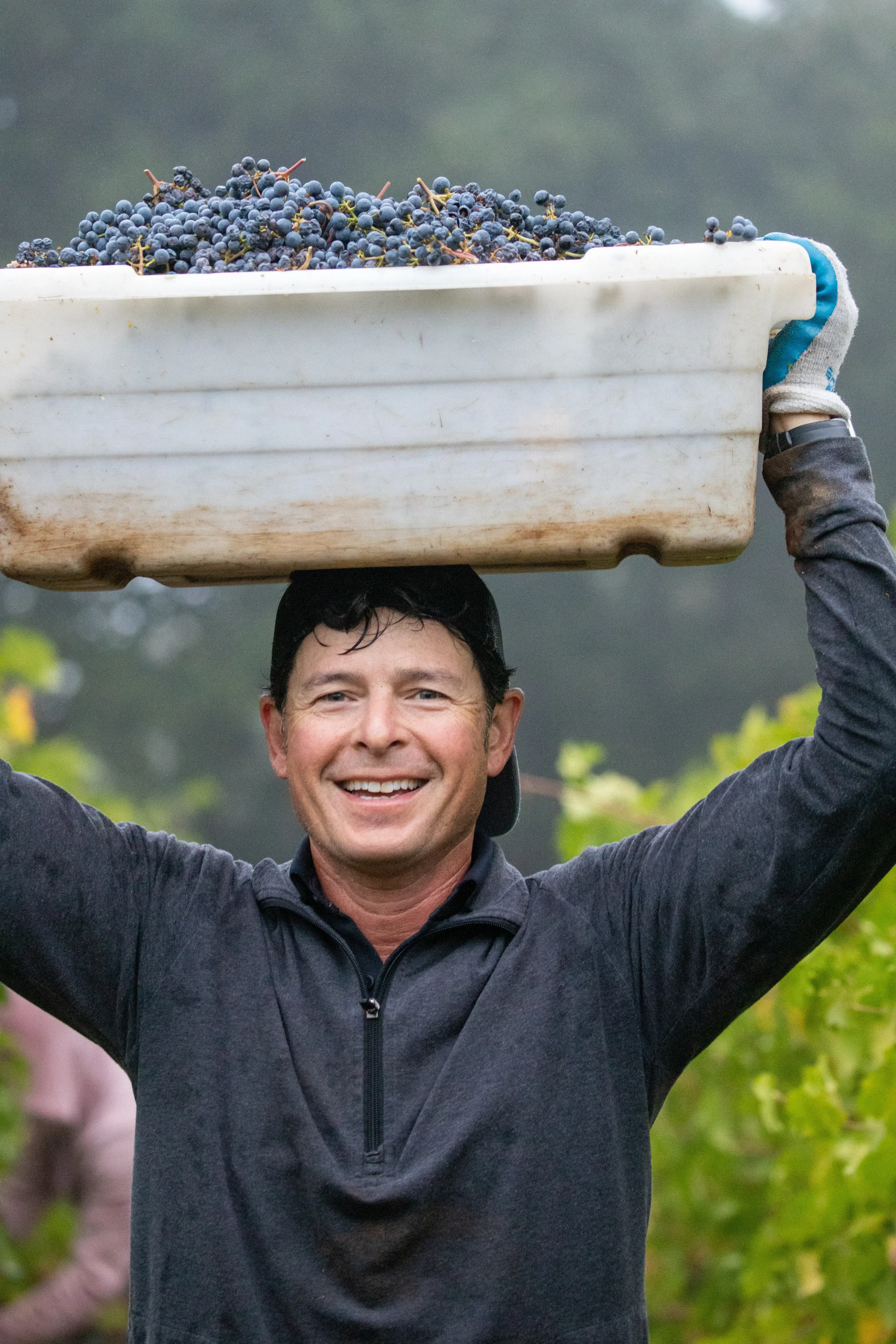 Rudy carrying a bin of grapes during harvest