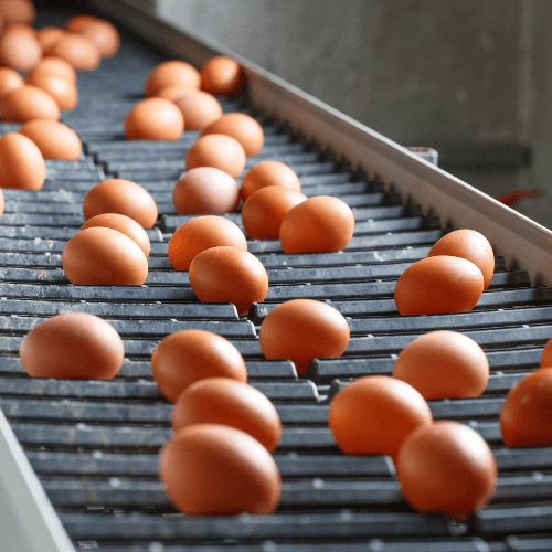 barn raised chickens