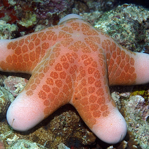 サンゴ礁にいる、ピンクとブラウンの模様を持つ、突起のあるヒトデのクローズアップ。