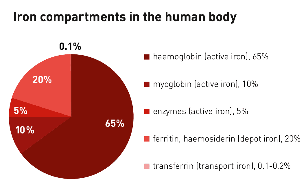 Iron compartments - How Does Iron Deficiency Affect Athletic Performance