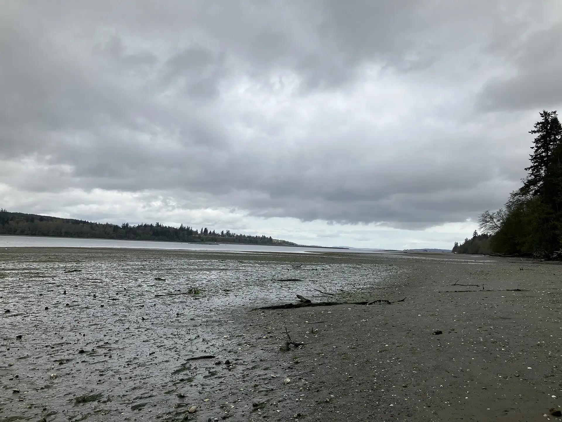 A rocky beach in the Port Gamble S'Klallam Tribe area. It is a cloudy day, there are dark conifer trees to the right in the background. In the distance beyond the water, there is another land mass. Closer up, there are branches and smaller pieces of rocks in the beach.