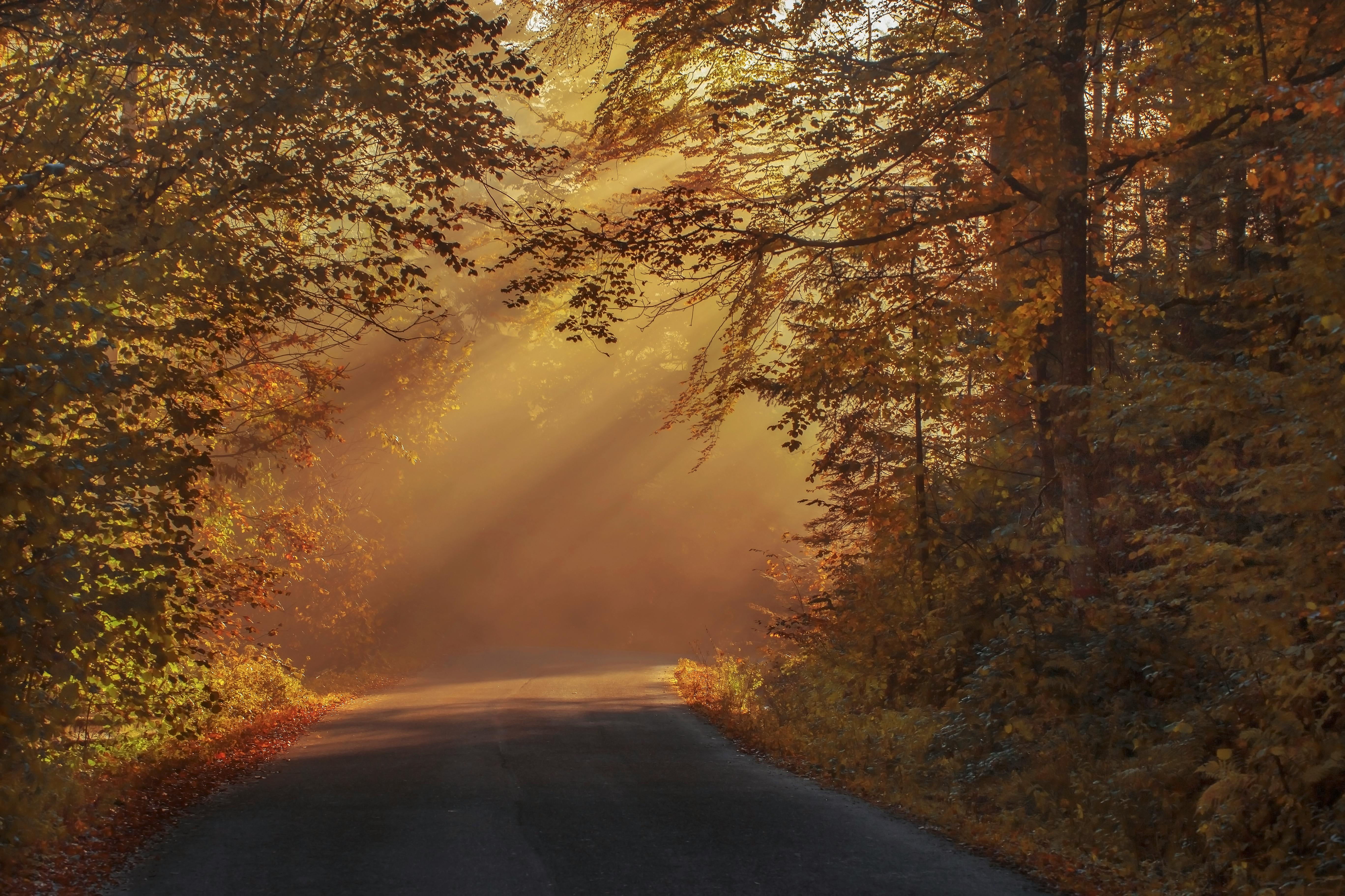 Image of a road in the forest in fall