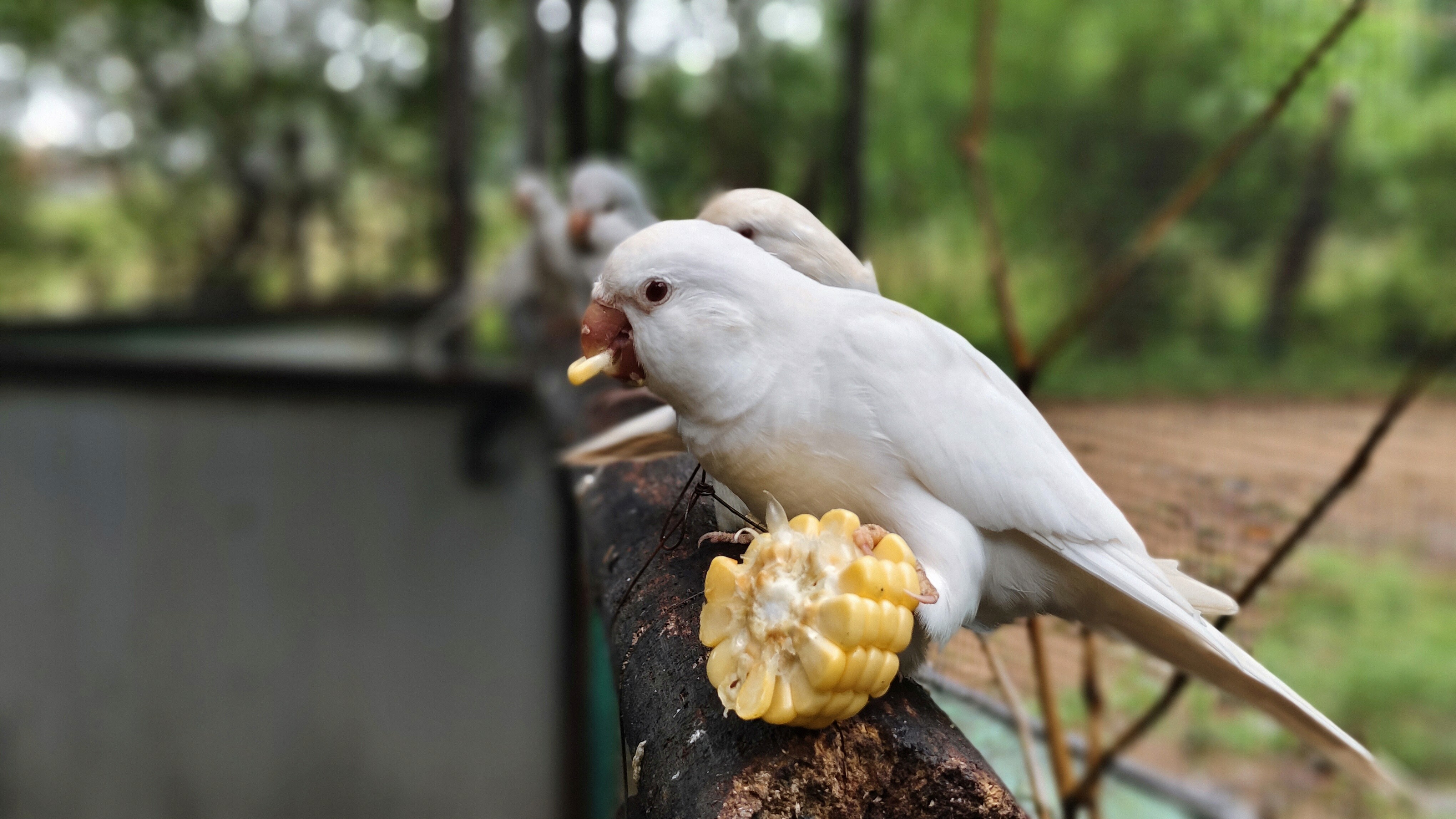 gray and brown turtle on rock
