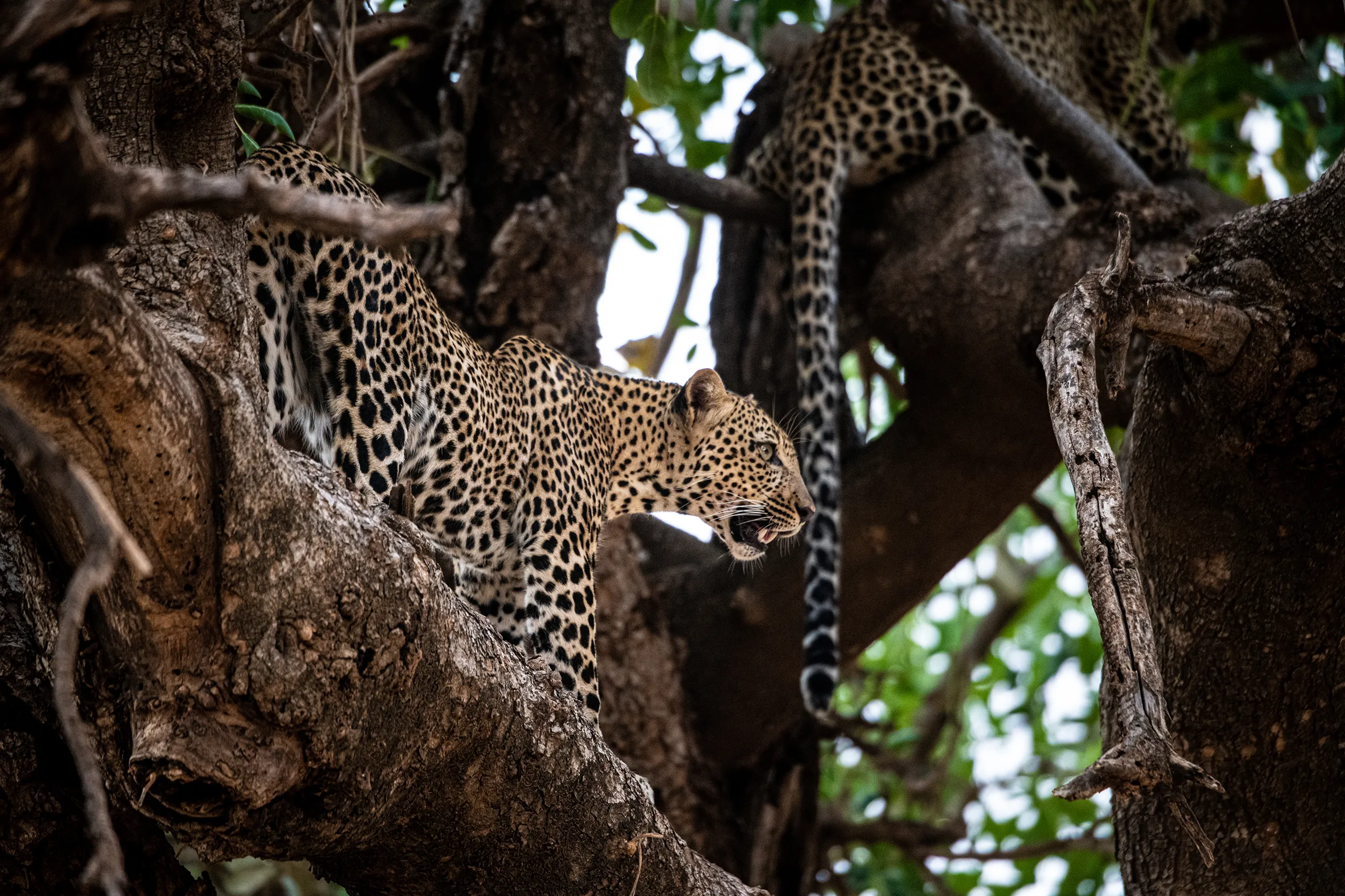 A rare wildlife photograph of a leopard expertly perched on a thick tree branch.