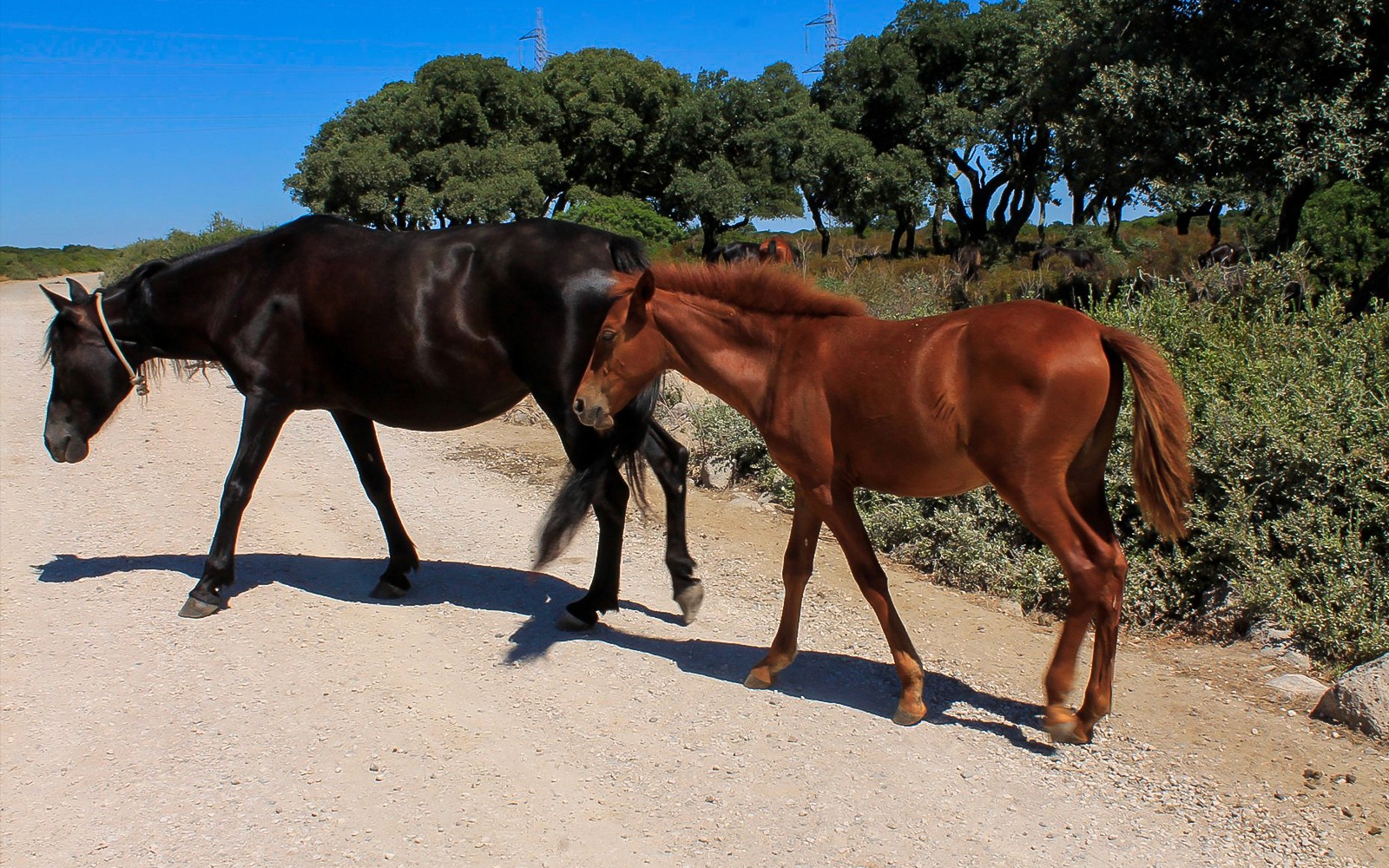 Horses walking on the Giara di Gesturi Plateau during Barumini UNESCO site tour.