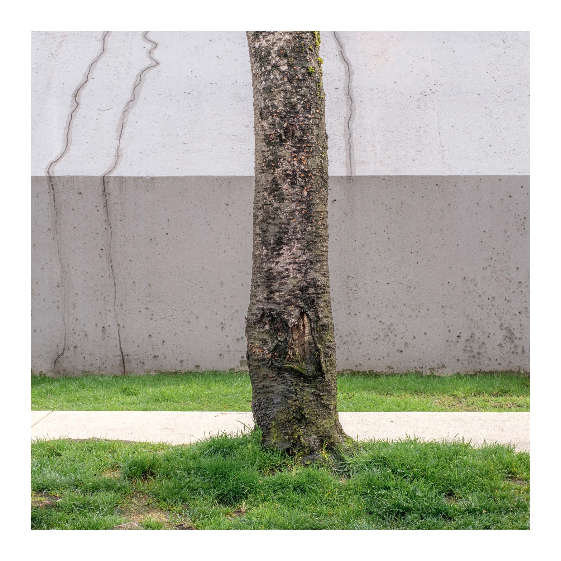 A single street tree stands against a pale concrete wall with subtle cracking and a horizontal color shift. The base is surrounded by lush green grass, emphasizing the tree’s quiet presence.