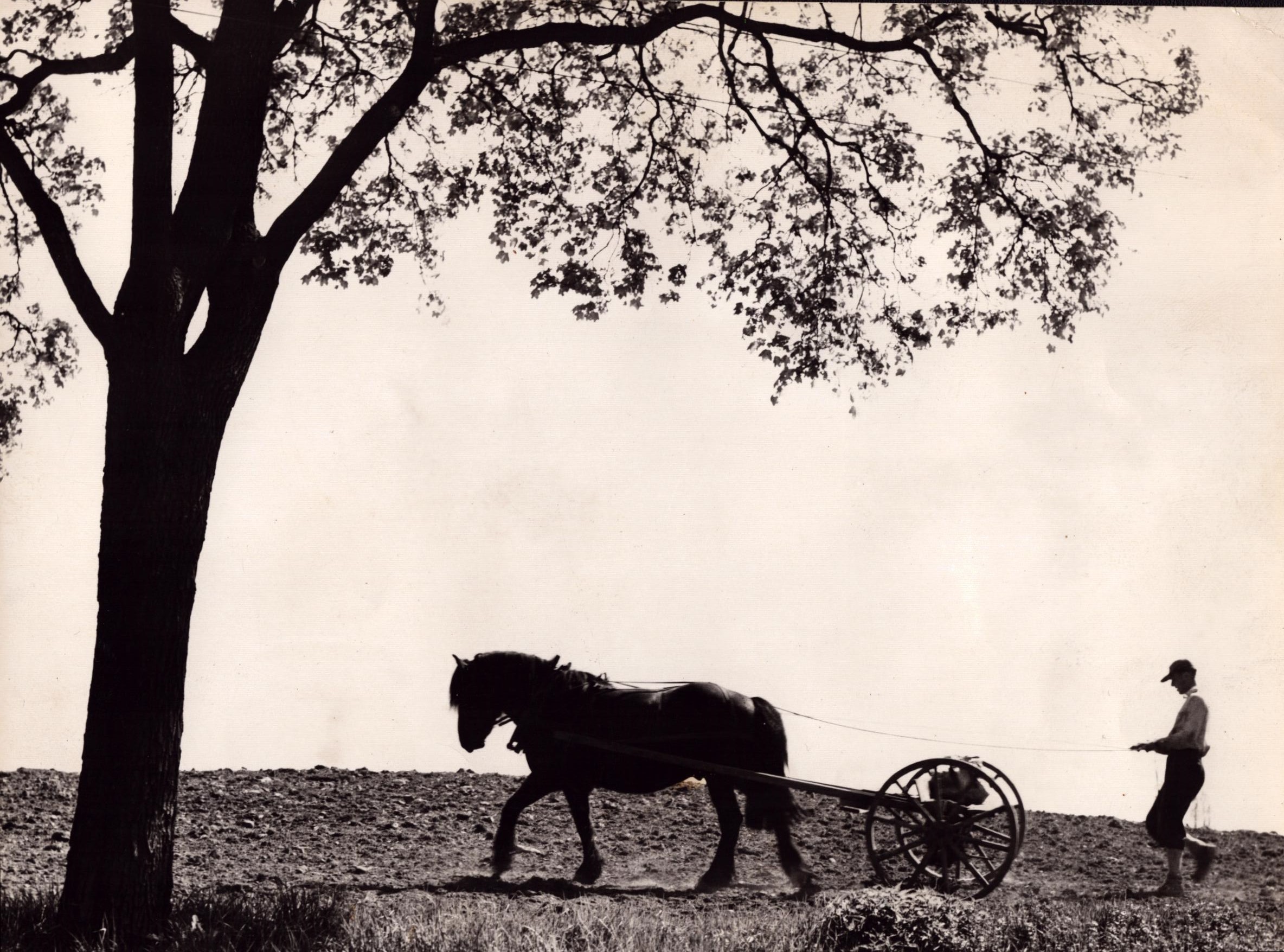Fossum Jordbruk. Mann, hest og kjerre. Hentet fra arkivet til Nordmarksposten