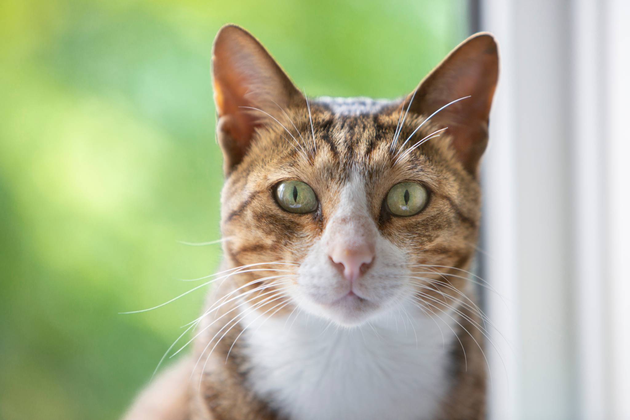 Arabian Mau Physical Characteristics