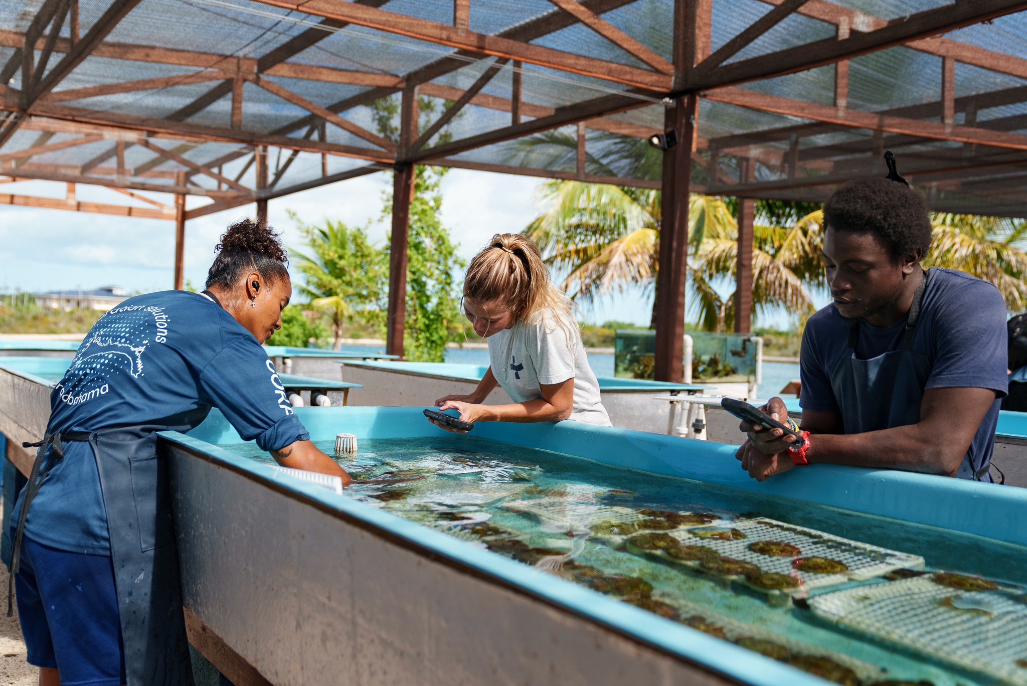 Three people work around a large outdoor water tank under a shaded structure. One person is reaching into the tank, while the other two are observing and using mobile devices. Coral fragments and marine specimens are visible in the water. Palm trees and a coastal background suggest a tropical location.