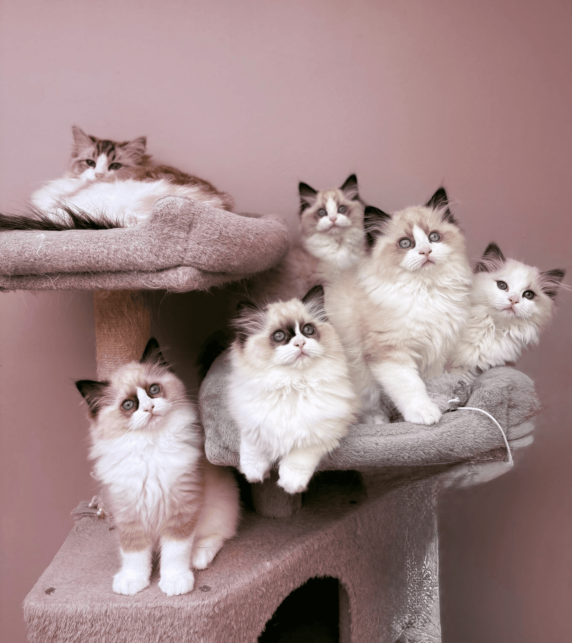 Chatons ragdoll Belgique slideshow